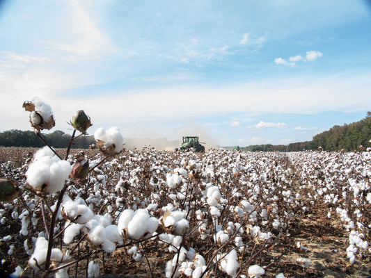 Sustainable and Eco-Friendly Textiles: The Future of Responsible Fashion